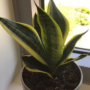 Meet your Posher, Christine